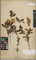 Foto von Salix lapponum L. x Salix silesiaca Willd.